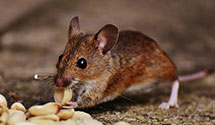 24 Hour & Emergency Exterminators in Mullica, NJ